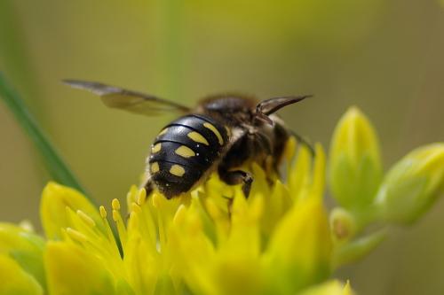 Anthidium septemspinosum